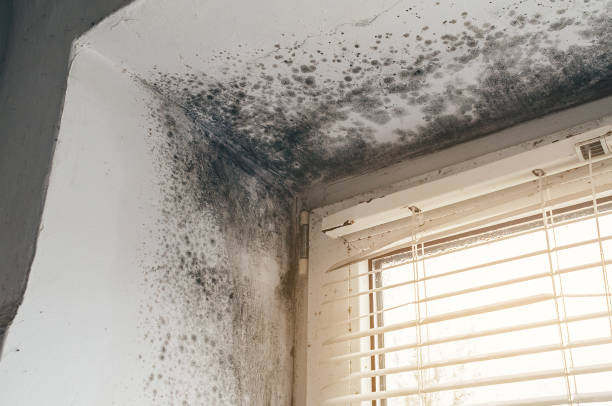 Affordable Basement Mold Removal solutions in Lurgan, PA